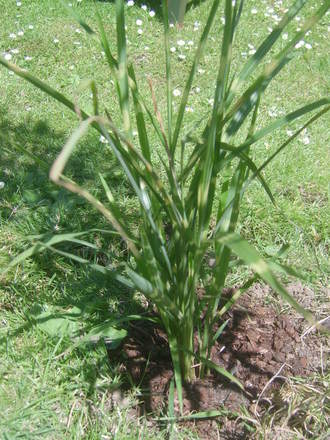 Zebra grass (zebra grass)