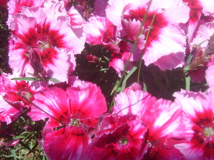 Dianthus (Dianthus amurensis (Amur Pink))