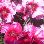 28th_april_08_250