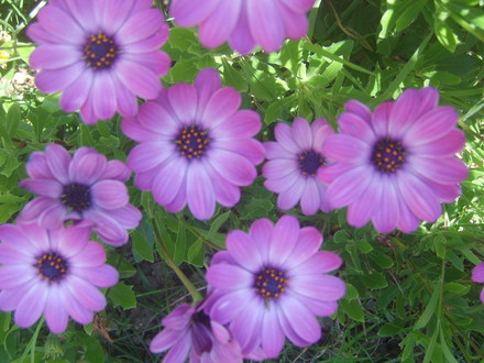 Osteospermum