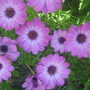 Osteospermum