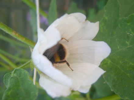 Mallow and bee