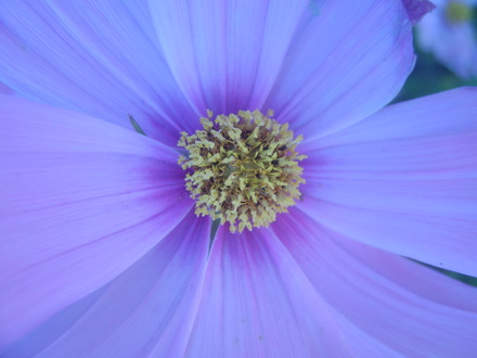 Cosmos
