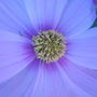 Cosmos