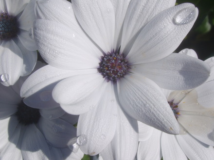 Osteospermum