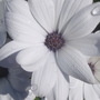 Osteospermum