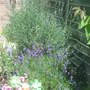 Lavenders