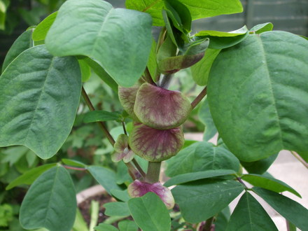 amicia zygomeris