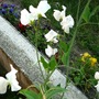 White sweet peas. (Lathyrus odoratus (Old-Fashioned Sweet Pea))