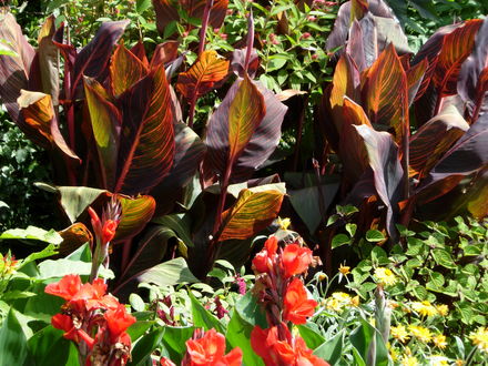 Cannas at Rosemoor