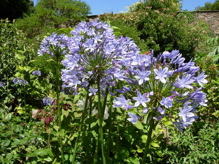 Agapanthus