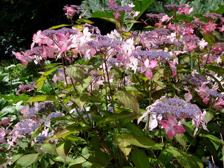 A Delicate Hydrangea in Devon