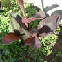 Canna Lily - Orange flowers (Cannaceae)