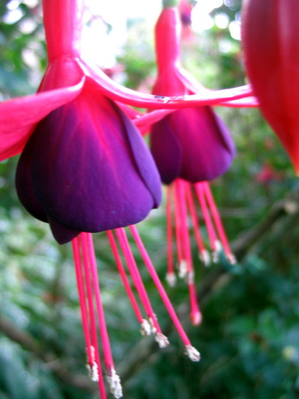 Fuschia