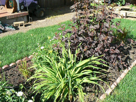 Crocosmia & Diablo Ninebark (Physocarpus or purple ninebark)