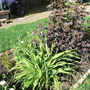 Crocosmia___diablo_something