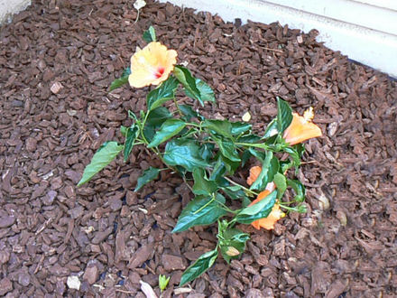 Hibiscus - Tropical (Hibiscus rosa-sinensis)