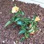 Hibiscus_-_tropical
