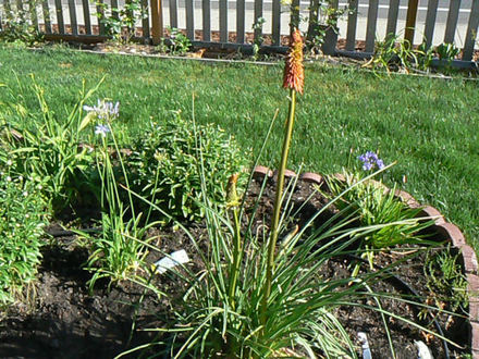 Agapantha and Red Hot Poker (Agapanthus africanus (African blue lily))