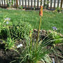 Agapantha___red_hot_poker