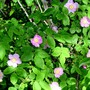 Minnesota Wild Roses