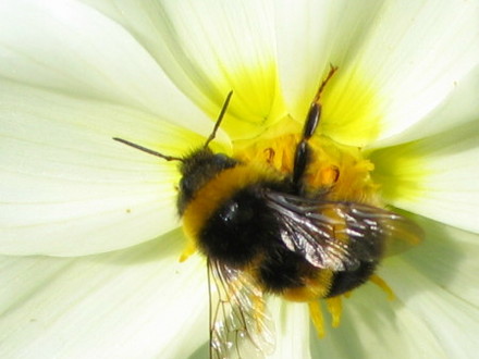 Bee
