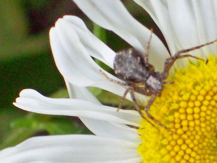 Mr Spider 