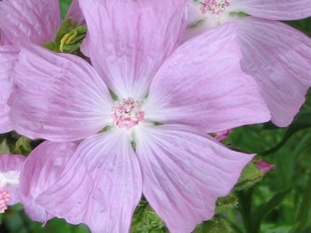 Malva ??? (sylvestris mauritanica)