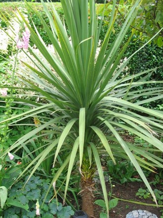 Cordyline (Australis Atropurpurea)
