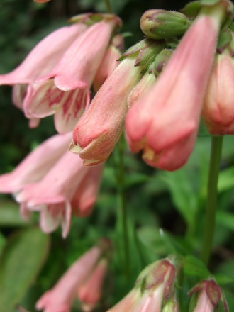 Penstemon 'Pennington Gem' (Penstemon 'Pennington Gem')