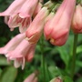 Penstemon___pennington_gem__1