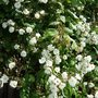 Cascade_of_kiftsgate_roses