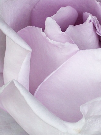 So Lilac