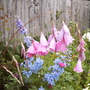 Dierama pulcherrimum (Dierama pulcherrimum (Angel's fishing rod))