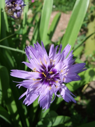 Catananche caerula flower (Catananche caerulea)