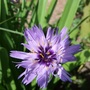 Catananche_caerula