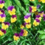 violas