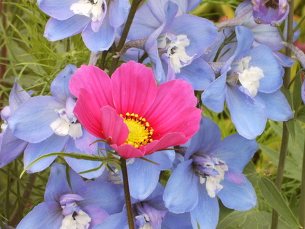 Cosmos and Dwarf Delphinium (cosmos)