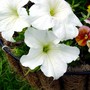 White Cascade Petunia