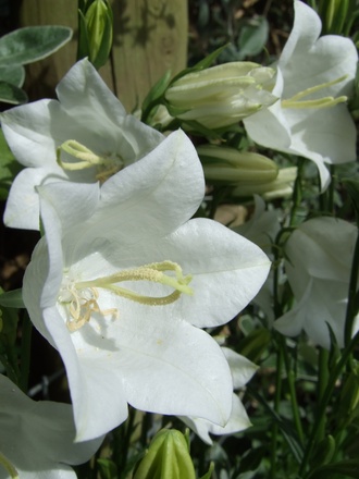 campanula persificolia 'Alba' (Campanula persicifolia (Peach-leaved bellflower))