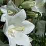 Campanula persicifolia
