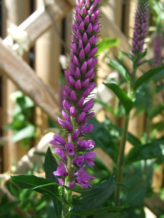 Veronica 'Purpleicious' (Veronica)