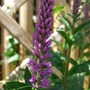 Veronica__purpleicious_