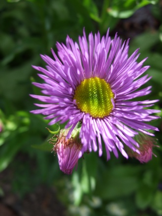 Erigeron 'Dunkelste Aller' (Erigeron)