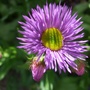 Erigeron__dunkelste_aller_
