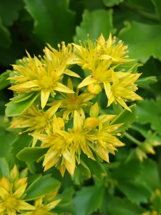 Sedum (Sedum)