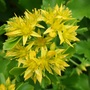 Sedum