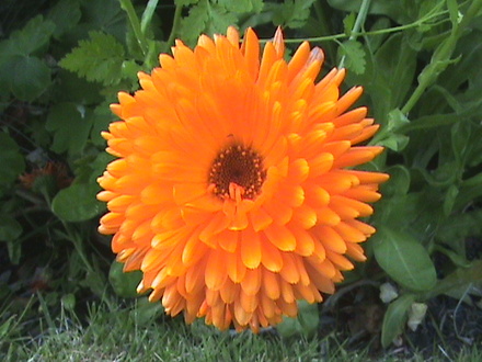 marigolds (Calendula officinalis (English marigold))