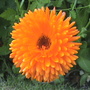 Calendula officinalis