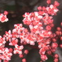 Black Elderberry (Sambucus nigra (Common elder))